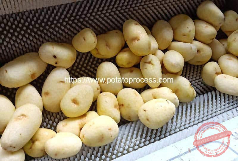 Brush-Type-Potato-Washing-Peeling-Machine-Result